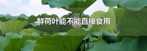 鲜荷叶能不能直接食用
