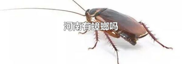 河南有蟑螂吗
