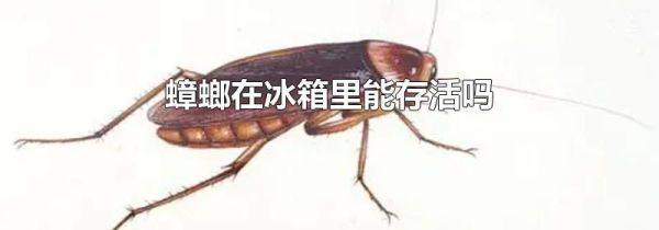 蟑螂在冰箱里能存活吗