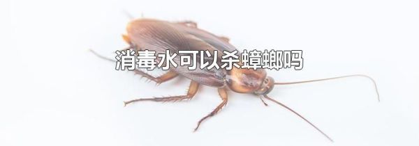 消毒水可以杀蟑螂吗