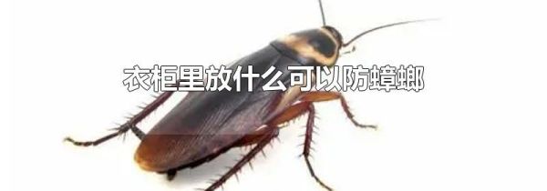 衣柜里放什么可以防蟑螂