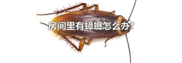 房间里有蟑螂怎么办?