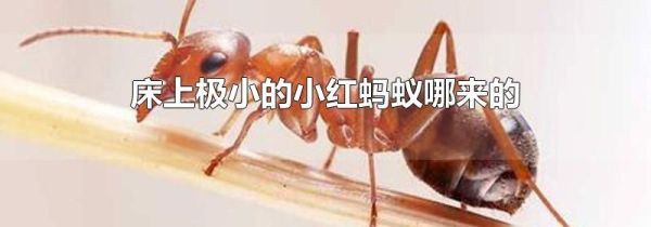 床上极小的小红蚂蚁哪来的