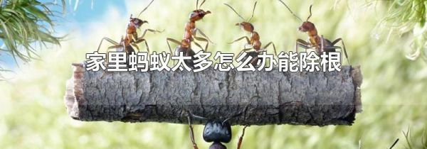 家里蚂蚁太多怎么办能除根