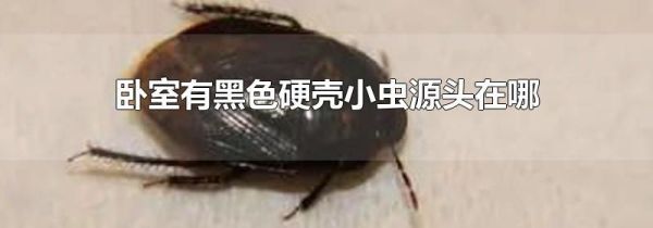卧室有黑色硬壳小虫源头在哪