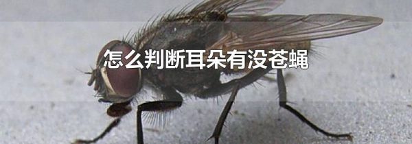 怎么判断耳朵有没苍蝇