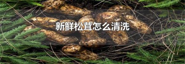 新鲜松茸怎么清洗