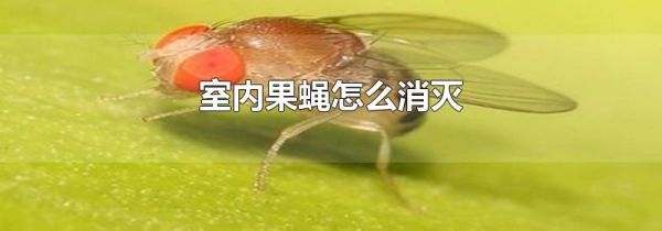 室内果蝇怎么消灭