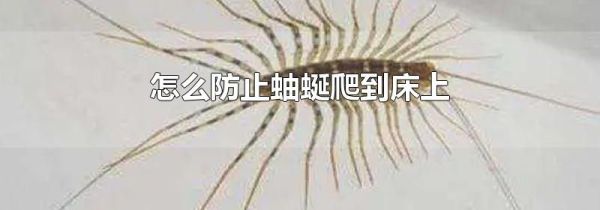 怎么防止蚰蜒爬到床上