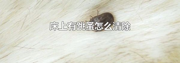 床上有跳蚤怎么清除
