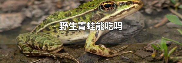 野生青蛙能吃吗