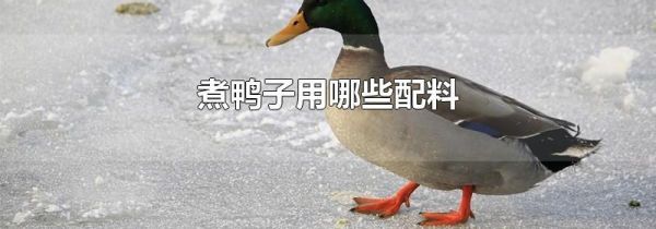 煮鸭子用哪些配料