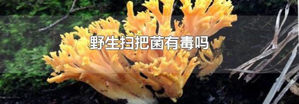 野生扫把菌有毒吗