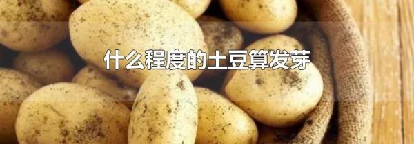 什么程度的土豆算发芽