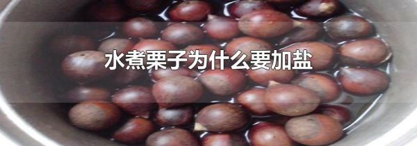 水煮栗子为什么要加盐