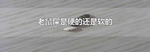 老鼠屎是硬的还是软的