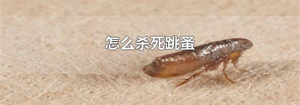 怎么杀死跳蚤