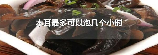 木耳最多可以泡几个小时