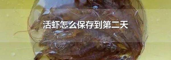 活虾怎么保存到第二天