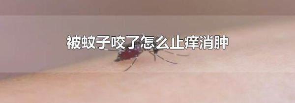 被蚊子咬了怎么止痒消肿