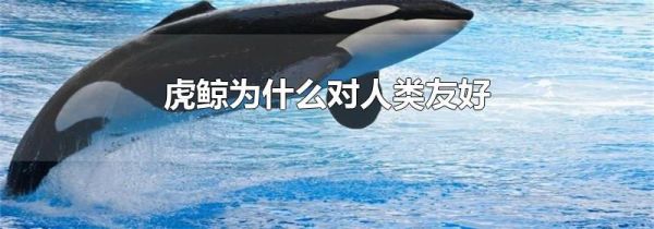 虎鲸为什么对人类友好