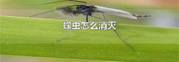 蠓虫怎么消灭