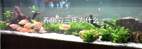 养鱼穷三年为什么