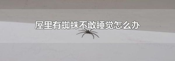 屋里有蜘蛛不敢睡觉怎么办