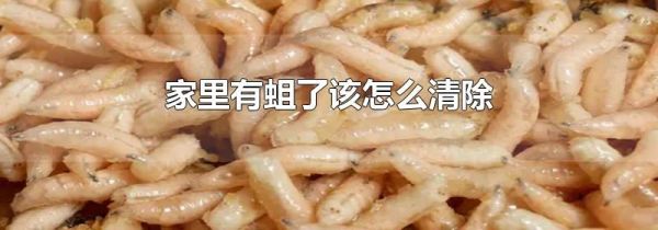 家里有蛆了该怎么清除