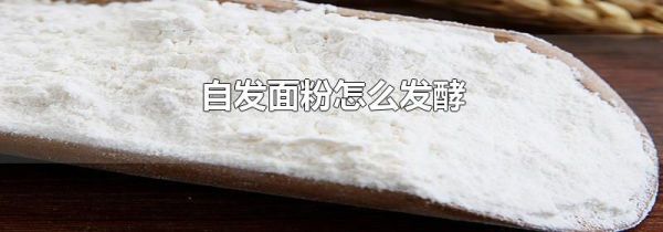 自发面粉怎么发酵