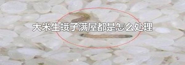 大米生蛾子满屋都是怎么处理