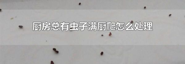 厨房总有虫子满厨爬怎么处理