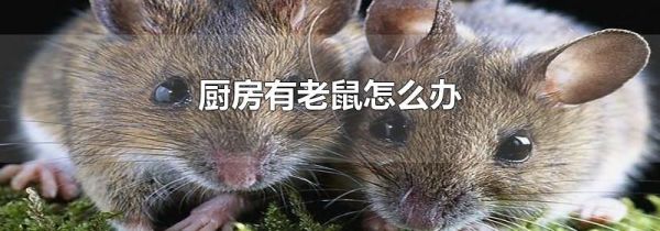 厨房有老鼠怎么办