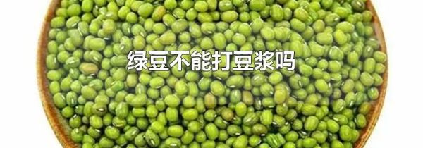 绿豆不能打豆浆吗