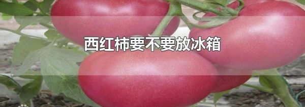 西红柿要不要放冰箱