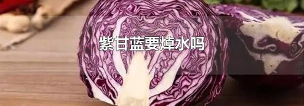 紫甘蓝要焯水吗