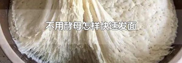 不用酵母怎样快速发面