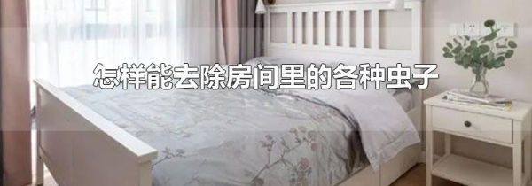 怎样能去除房间里的各种虫子