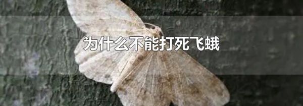 为什么不能打死飞蛾