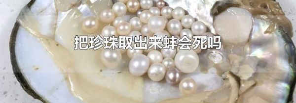 把珍珠取出来蚌会死吗