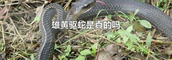 雄黄驱蛇是真的吗