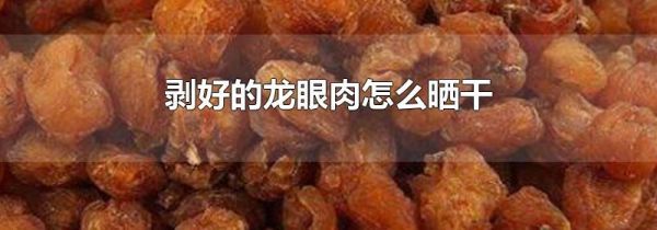 剥好的龙眼肉怎么晒干