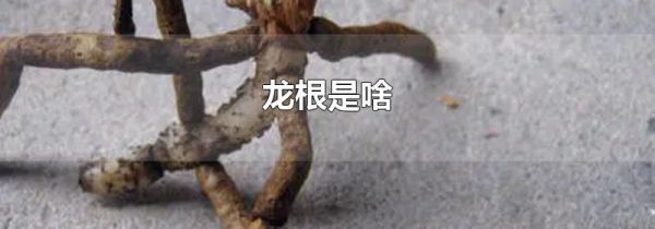 龙根是啥