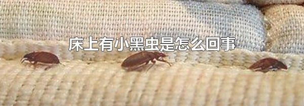 床上有小黑虫是怎么回事