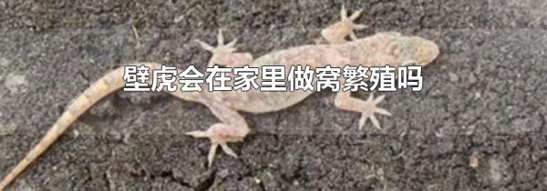 壁虎会在家里做窝繁殖吗