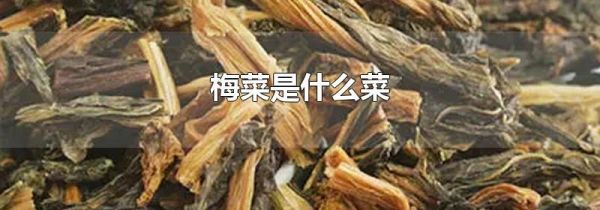 梅菜是什么菜