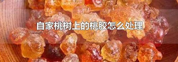 自家桃树上的桃胶怎么处理