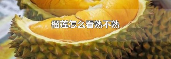 榴莲怎么看熟不熟