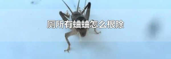 厕所有蛐蛐怎么根除