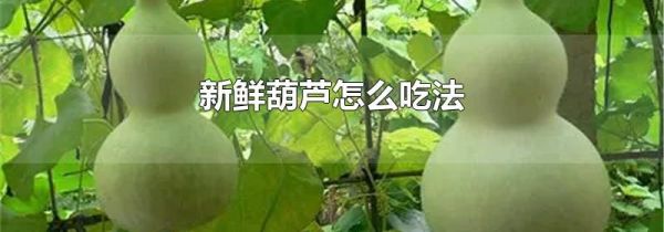 新鲜葫芦怎么吃法